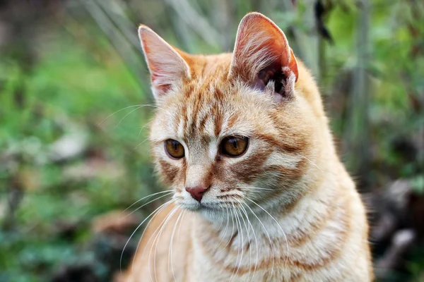 これは 自然の中でオレンジ色の猫猫です — ストック写真