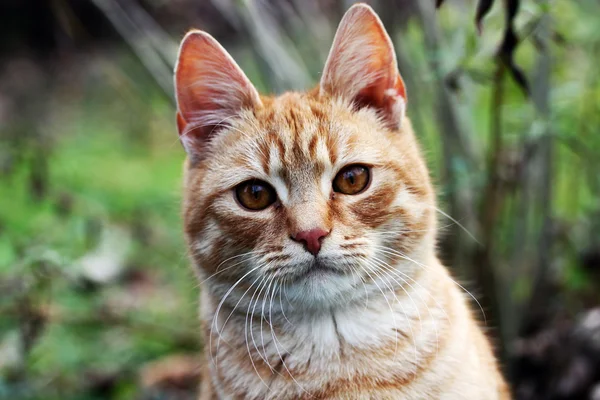 キティ猫 — ストック写真