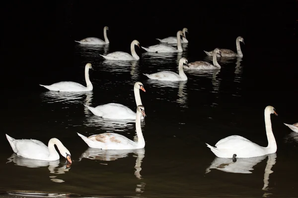 Лебеди ночью — стоковое фото