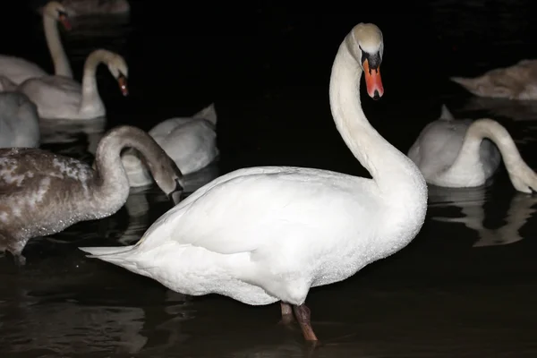 Esta Una Bandada Cisnes Río Por Noche — Foto de Stock