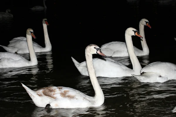 これは夜で白鳥が川の群れ — ストック写真