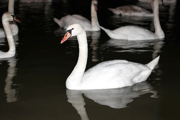 Flock Swans River Night — Stock Photo, Image