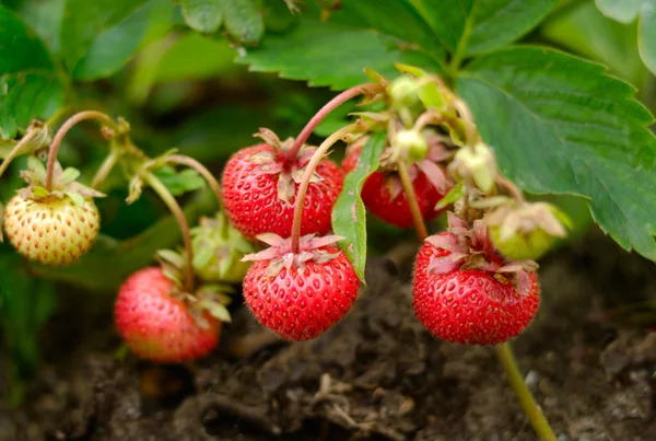 stock image Yield of Strawberries