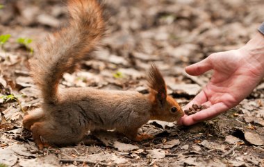 küçük sincap Park insan elinden alarak fındık