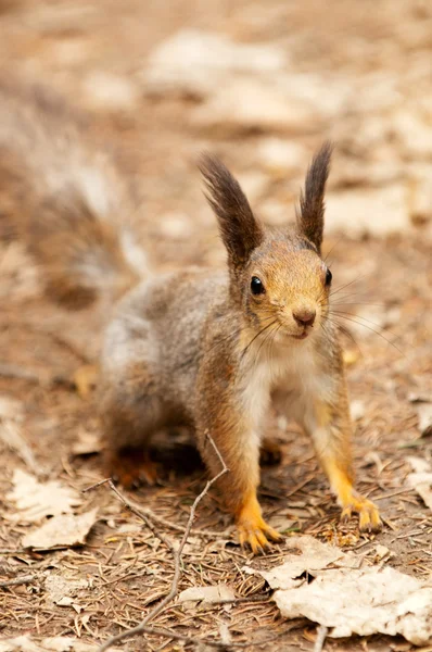 Little squirrel in park at spring — Stock Photo, Image