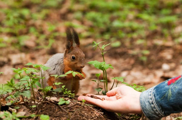 Little squirrel taking nuts from human hand in park — Stock Photo, Image
