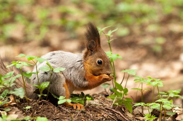 Little squirrel eating nut in park at spring — Stock Photo, Image