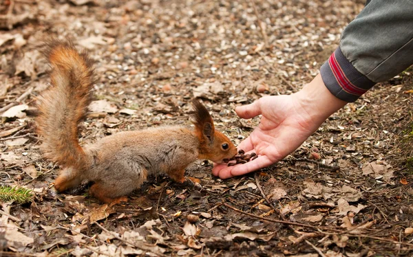 stock image Little squirrel taking nuts from human hand in park