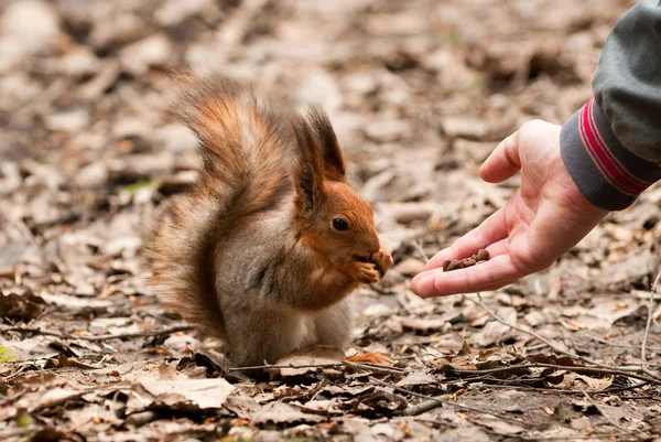 stock image Little squirrel taking nuts from human hand in park