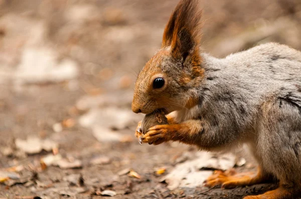Little squirrel eating nut in park at spring — Stock Photo, Image