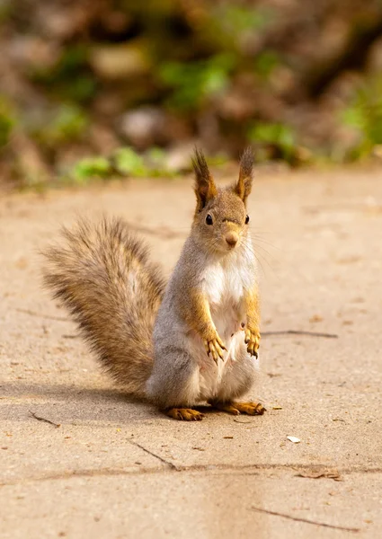 Little squirrel in park at spring — Stock Photo, Image
