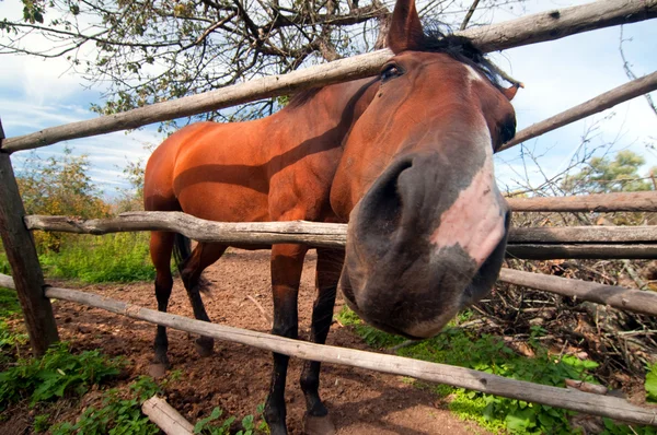Un beau cheval brun curieux dans un enclos — Photo