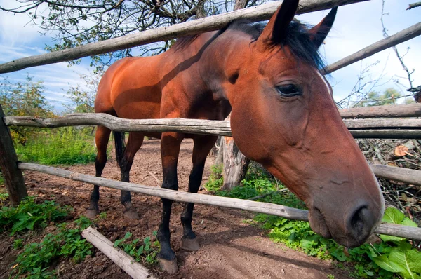 Ein schönes braunes Pferd in einer Koppel — Stockfoto
