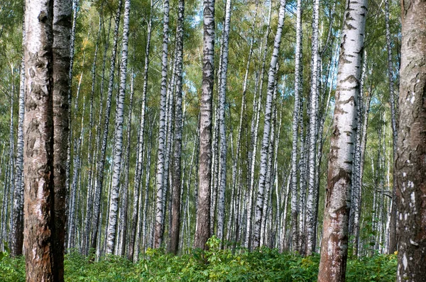 Autumn primeval birch`s forest — Stock Photo, Image