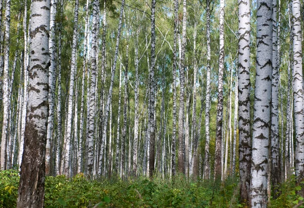 Bosque de abedul primitivo de otoño — Foto de Stock