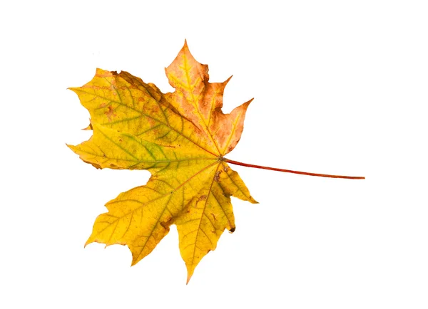 Close up of colorful autumn maple leaf isolated — Stock Photo, Image