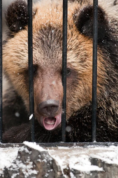 Giovane tristezza orso bruno nello zoo invernale — Foto Stock