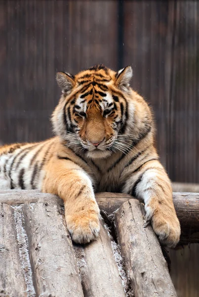 Tigre en un zoológico con nieve caída — Foto de Stock