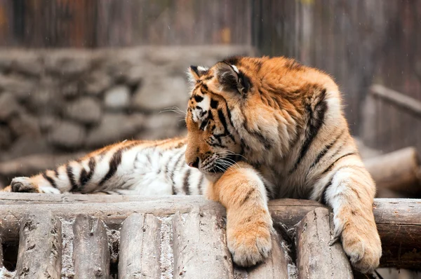 Тигр в зоопарке с выпавшим снегом — стоковое фото