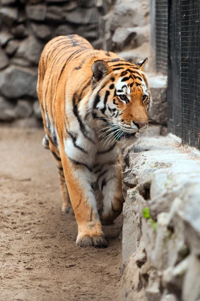 Тигр в зоопарке с выпавшим снегом — стоковое фото