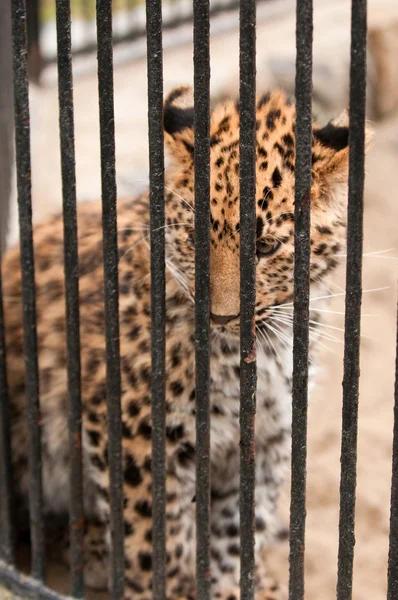 Junger Amur oder Mandschurei-Leopard - eine der seltensten Katzen der Welt — Stockfoto