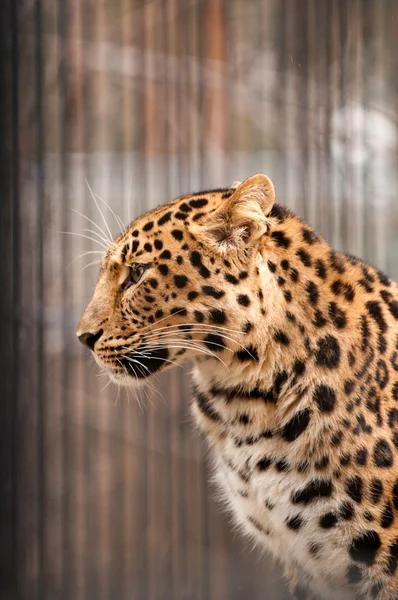 アムールまたは満州のヒョウ - 世界で最も希少なネコ科の一つ — ストック写真