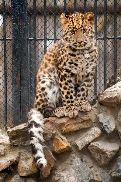 Unga amur eller hjärntvättad leopard - en av de mest sällsynta kattdjur i världen — Stockfoto