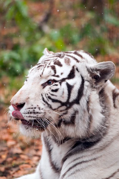 在动物园里的白色孟加拉虎。 — 图库照片