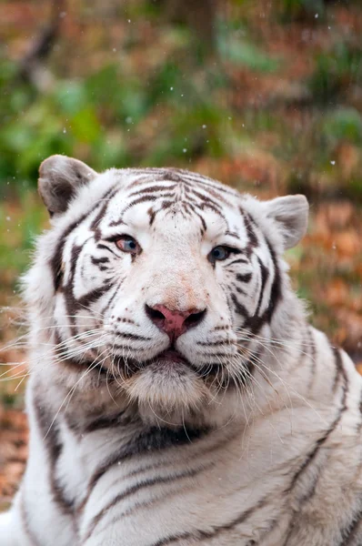 Witte Bengaalse tijger in een dierentuin — Stockfoto