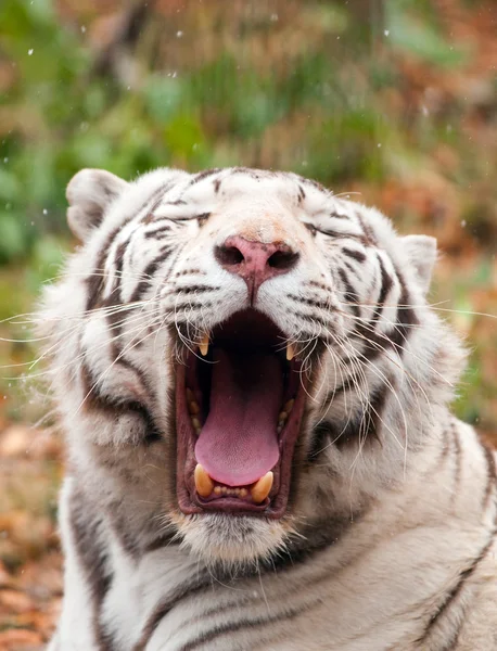 Tigre de bengala blanco en un zoológico —  Fotos de Stock