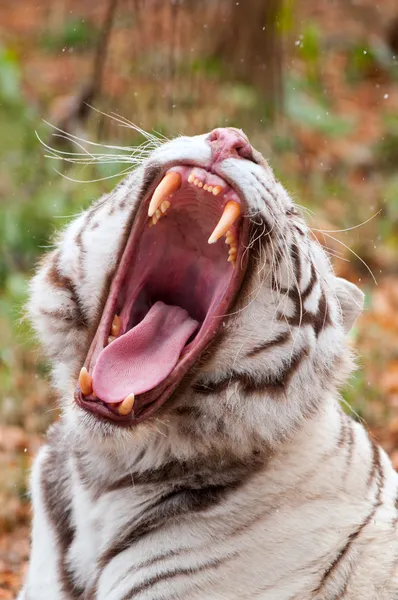 動物園のベンガルトラを白します。 — ストック写真