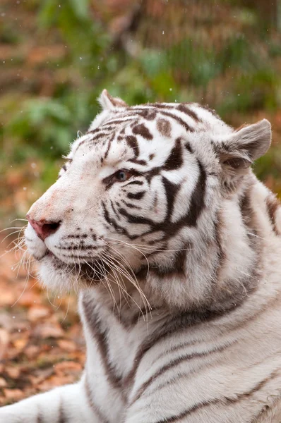 Белый бенгальский тигр в зоопарке — стоковое фото