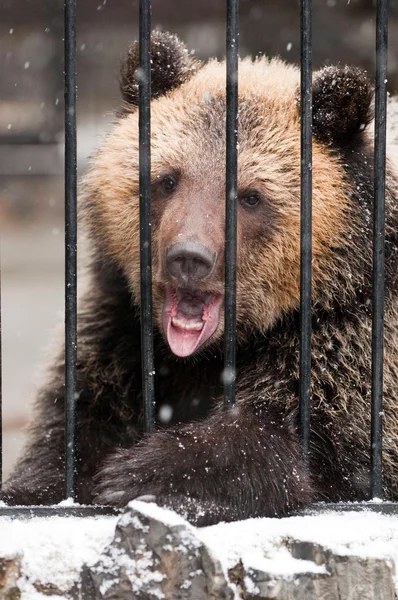 Giovane tristezza orso bruno nello zoo invernale — Foto Stock