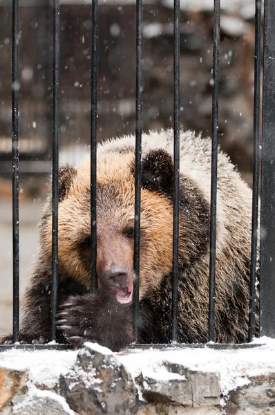 Young sadness brown bear in winter zoo — Stock Photo, Image