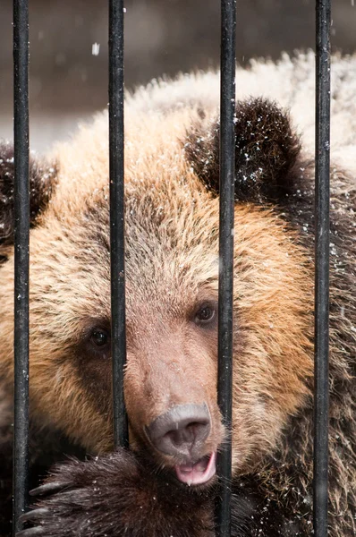 Jeune tristesse ours brun dans le zoo d'hiver — Photo