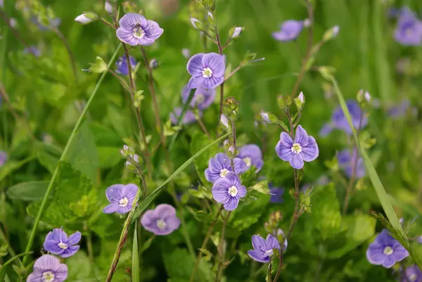 stock image Field flowers