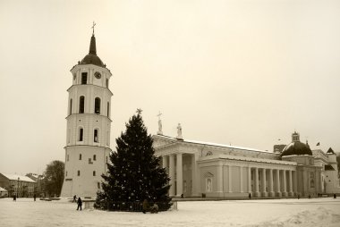 Fur tree on Cathedral square, Vilnius, Lithuania clipart