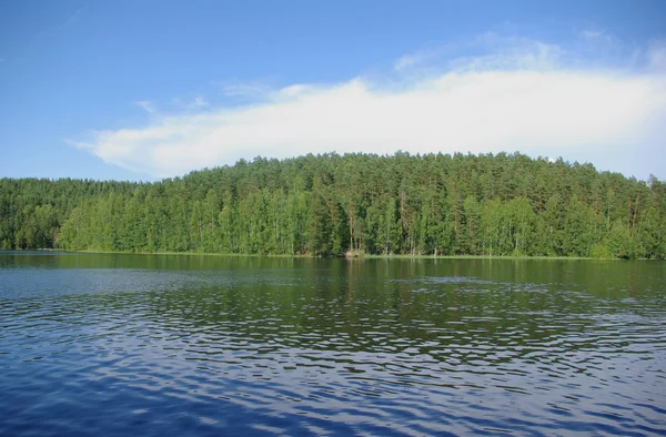Vista Sul Lago Forestale Nella Regione Leningrado Russia — Foto Stock