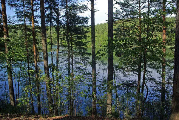 俄罗斯列宁格勒地区森林湖上顶视图 — 图库照片