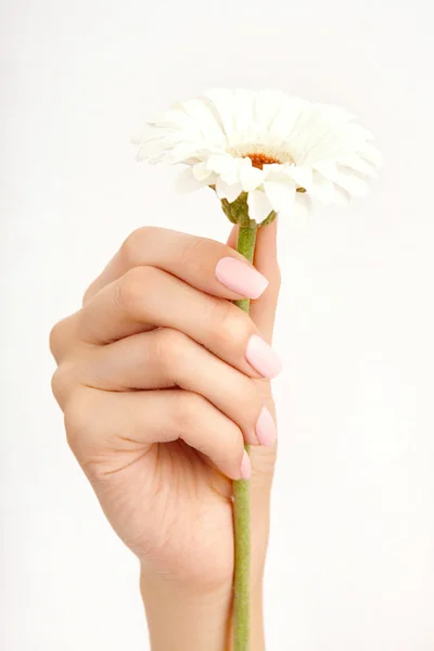 stock image White flower