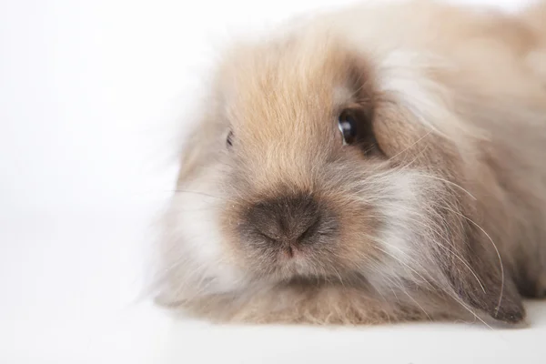Невелике кролик — стокове фото