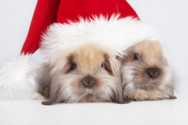 Christmas Rabbits clipart