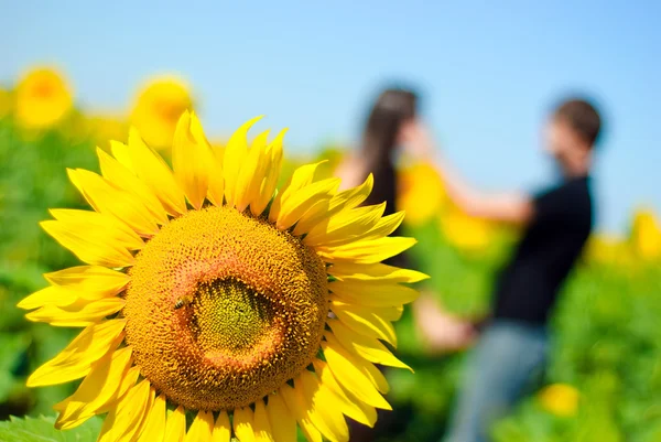 Sonnenblume Und Verschwommenes Junges Paar Auf Dem Hintergrund — Stockfoto