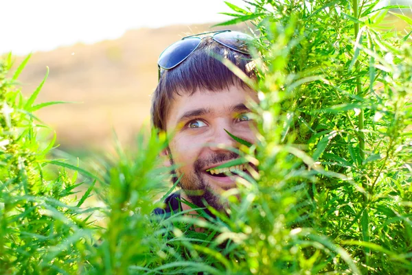 Young Man Glasses Bush Hemp Shoot Field Marijuana — Stock Photo, Image