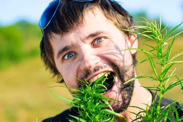 Ung i bushen av cannabis — Stock fotografie