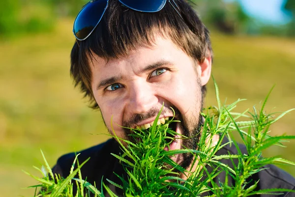 Young man eating leaves of cannabis — Stock Photo, Image