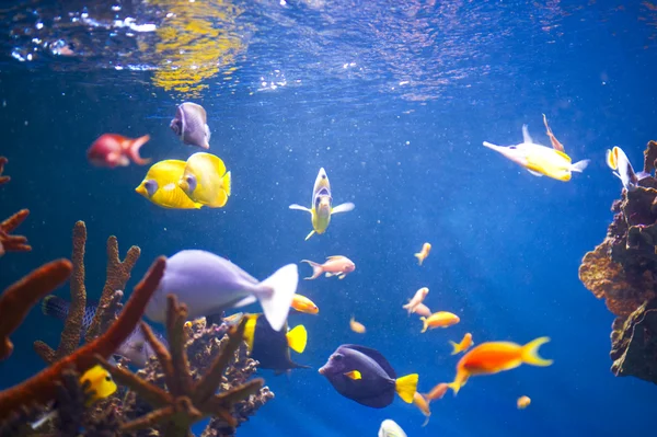 Aquarium zum Anfassen — Stockfoto