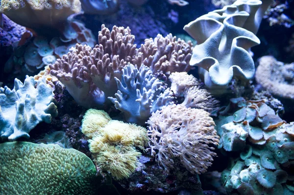 Кораллы — стоковое фото