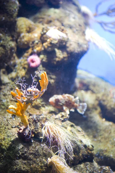 サンゴのマクロ — ストック写真
