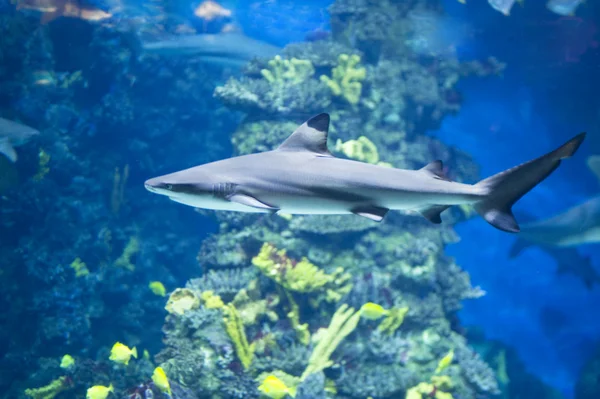 Tiburón de cerca —  Fotos de Stock